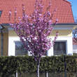 Prunus serrulata 'Kanzan': Bild 6/6