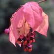 Euonymus planipes: Bild 3/5
