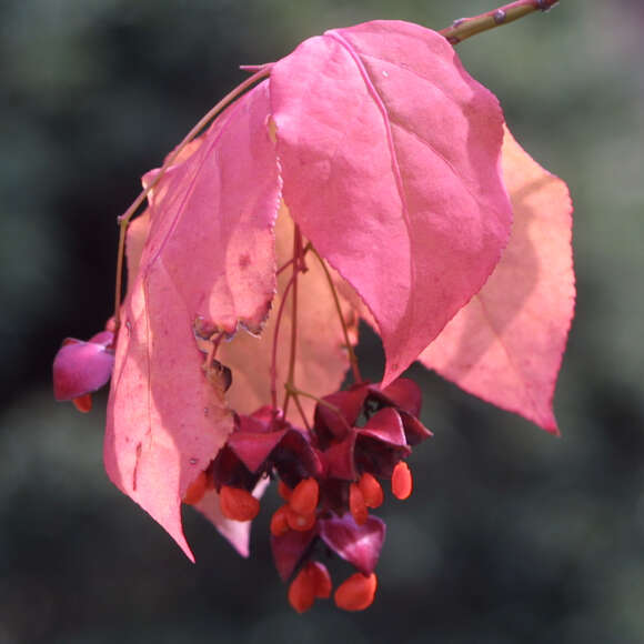 Euonymus planipes: Bild 3/5 Euonymus planipes: Bild 3/5
