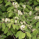 Lonicera xylosteum - Heckenkirsche