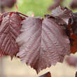 Corylus colurna 'Granat': Bild 2/4