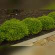 Buxus microphylla 'Herrenhausen': Bild 2/5