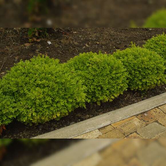 Buxus microphylla 'Herrenhausen': Bild 2/5