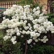 Viburnum macrocephalum: Bild 7/10