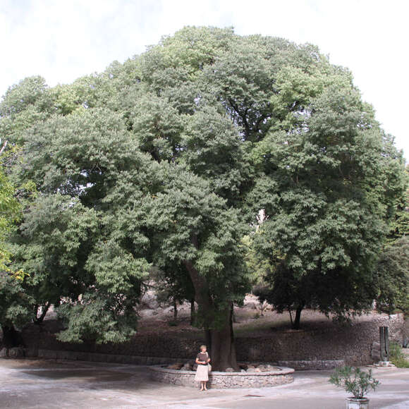 Celtis australis: Bild 4/6 Celtis australis: Bild 4/6