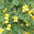 Caragana arborescens - Erbsenstrauch