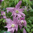 Clematis macropetala 'Markham's Pink': Bild 2/4