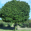 Acer platanoides 'Globosum': Bild 8/8