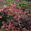 Euonymus planipes: Bild 5/5