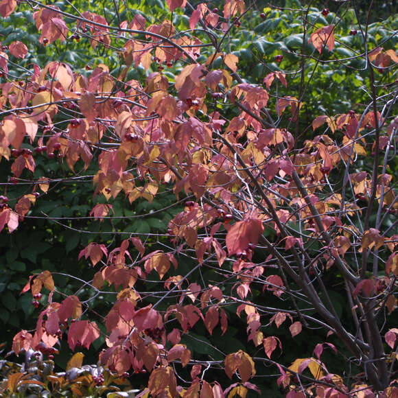 Euonymus planipes: Bild 5/5 Euonymus planipes: Bild 5/5