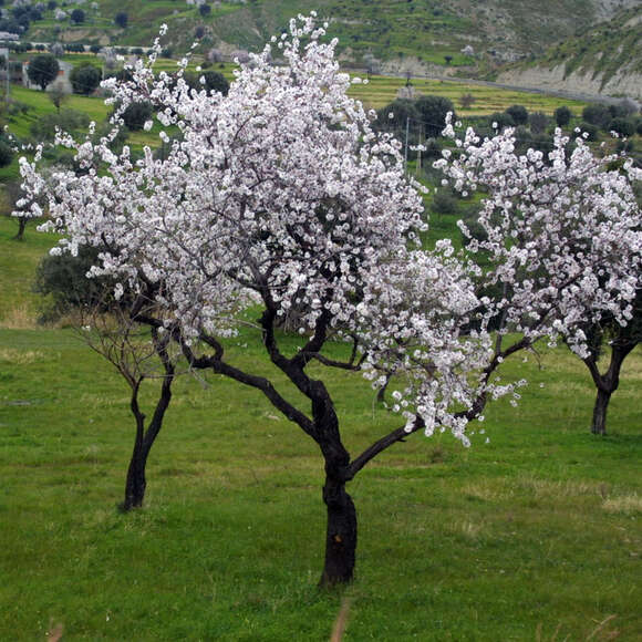 Prunus amygdalus 'Zartschalige Krachmandel': Bild 6/6 Prunus amygdalus 'Zartschalige Krachmandel': Bild 6/6