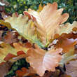 Quercus dentata 'Carl Ferris Miller': Bild 3/5