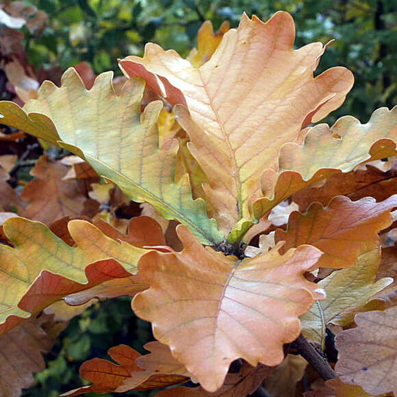 Quercus dentata 'Carl Ferris Miller': Bild 3/5 Quercus dentata 'Carl Ferris Miller': Bild 3/5