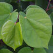 Cercis chinensis 'Avondale': Bild 6/8