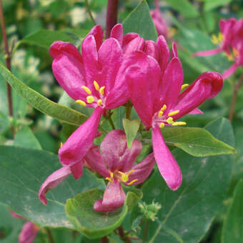 Lonicera tatarica 'Arnold Red'