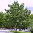 Paulownia tomentosa: Bild 16/16