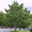 Paulownia tomentosa: Bild 10/10