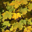 Acer pseudoplatanus: Bild 3/6