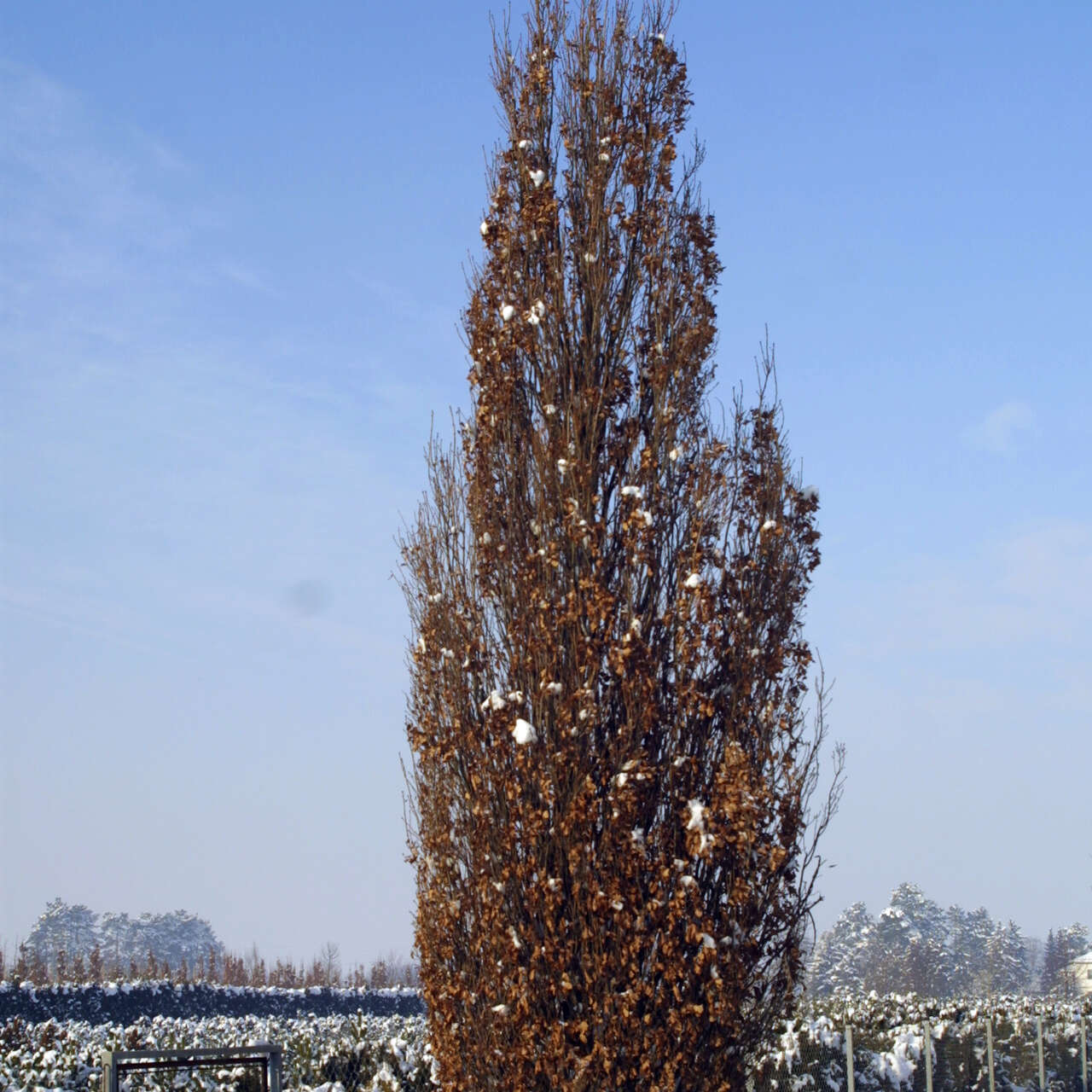 Säuleneiche Quercus robur 'Fastigiata' grün