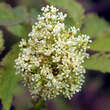 Sambucus racemosa 'Sutherland Gold': Bild 2/4