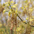 Acer negundo 'Aureomarginatum': Bild 2/2