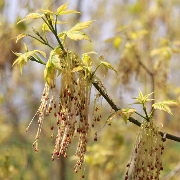 Acer negundo 'Aureomarginatum': Bild 2/2 Acer negundo 'Aureomarginatum': Bild 2/2