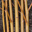 Salix fragilis 'Belgish Rood': Bild 2/3