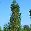 Koelreuteria paniculata 'Fastigiata': Bild 4/4