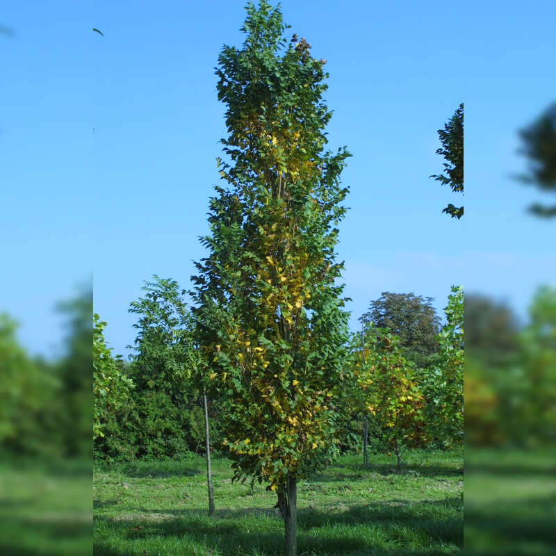 SäulenBlasenbaum Koelreuteria paniculata 'Fastigiata