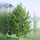 Fagus sylvatica 'Rotundifolia' - Rundblättrige Buche