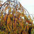 Prunus pendula 'Pendula Rubra': Bild 11/11