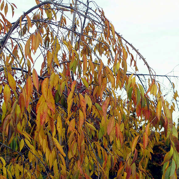 Prunus pendula 'Pendula Rubra': Bild 11/11 Prunus pendula 'Pendula Rubra': Bild 11/11