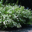Spiraea cantoniensis 'Lanceata': Bild 6/6
