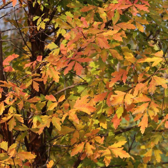 Acer griseum: Bild 3/9 Acer griseum: Bild 3/9