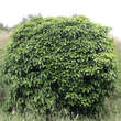 Hedera helix 'Arborescens': Bild 1/5