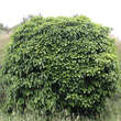 Hedera helix 'Arborescens': Bild 1/5