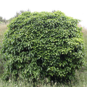 Hedera helix 'Arborescens'