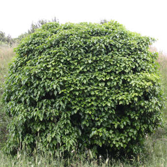 Hedera helix 'Arborescens'