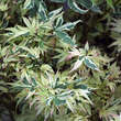 Acer palmatum 'Butterfly': Bild 2/5