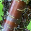 Prunus serrula: Bild 6/8