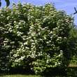 Viburnum opulus 'Notcutt's Variety': Bild 7/8