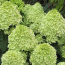 Hydrangea paniculata 'Limelight' - Rispenhortensie