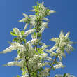 Prunus padus 'Le Thoureil': Bild 4/4