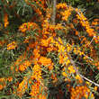 Hippophae rhamnoides 'Orange Energy': Bild 2/6