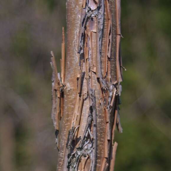 Acer triflorum: Bild 6/7