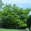 Acer palmatum: Bild 6/6