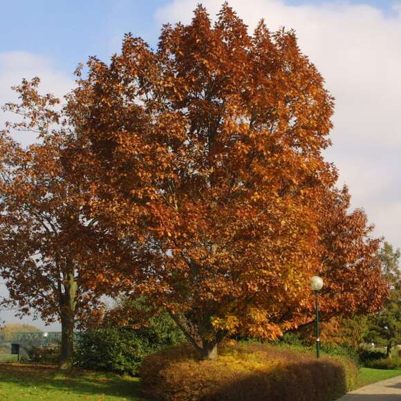 Quercus rubra: Bild 7/8