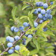 Prunus spinosa: Bild 5/7