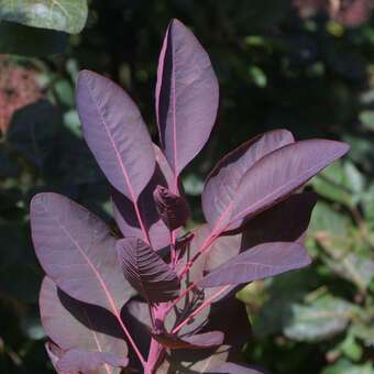 Cotinus coggygria 'Royal Purple': Bild 4/9