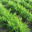 Buxus microphylla 'Faulkner': Bild 2/2